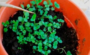 Menanam anak benih thyme: bagaimana mendapatkan semak yang kuat dan sihat