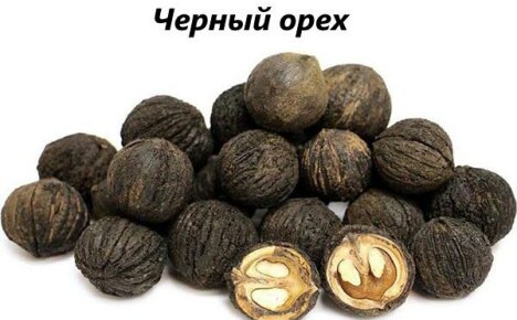 Jak se černý ořech používá v lidovém léčitelství