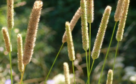Dlaczego i jak rośnie tymotka łąkowa