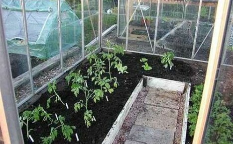 Pflanzzeit für Gewächshaus-Tomaten