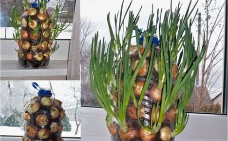 Jak zrobić ogródek warzywny w butelce na parapecie?