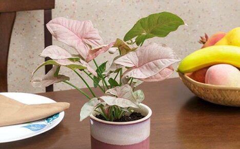 Requirements for growing syngonium at home