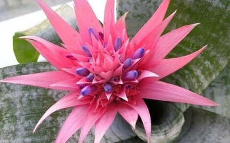 Cum să ai grijă de o floare de ehmeya acasă și să obții înflorirea dorită