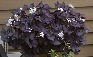 Purple oxalis - fialový motýl na vašem parapetu