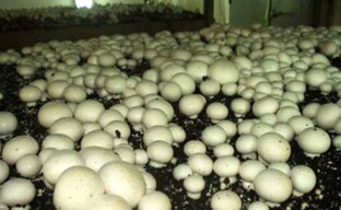 Preparando composto para contaminação de esporos de cogumelos