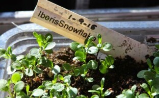 Iberis-zaailingen kweken: de bloei van een charmante en geurige plant dichterbij brengen