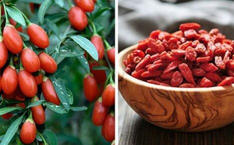 Cenově dostupná exotika pro vaše zahrady - goji berry