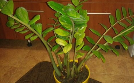 Why do the leaves of zamioculcas turn yellow - what to do to return it to a decorative look