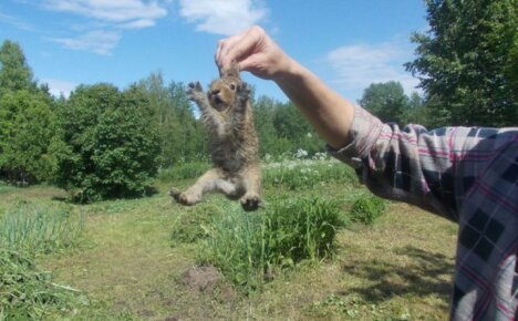 Como pegar uma lebre no verão no interior - salvamos nossas plantas de roedores onívoros