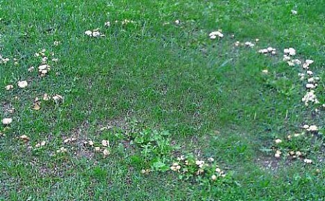 Grzyby muchomorowe na trawniku - co robić?