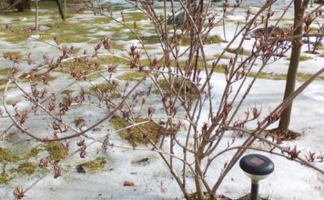 Ar žiemą reikia uždengti weigelę, ar kaip išsaugoti žydintį krūmą daugelį metų