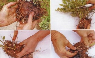Reproduktion av astilba genom att dela busken