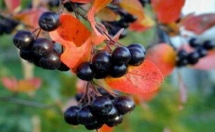 Jarzębina czarna to piękny, smaczny i zdrowy krzew do Twojego ogrodu