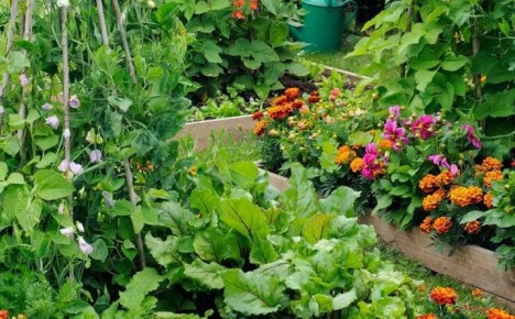 Wir beobachten die richtige Nachbarschaft in den Beeten und erzeugen gemischte Pflanzungen von Gemüse