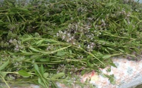 When to harvest thyme to dry for the winter - advice from experienced herbalists