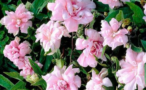 Französische Rosen im vertikalen Gartenbau: Calistegia