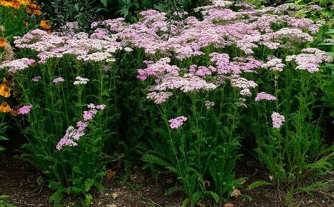 Majestátní řebříček v zahradě: popis, oblíbené druhy, pravidla pěstování a péče