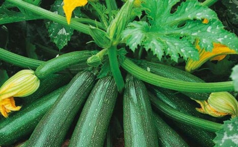 Wie Sie die gesundheitlichen Vorteile von Zucchini nutzen, um Ihre Gesundheit zu verbessern
