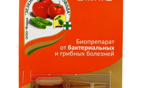 Wirksamer Schutz des Gartens und Gemüsegartens vor Krankheiten mit dem Fungizid Fitolavin