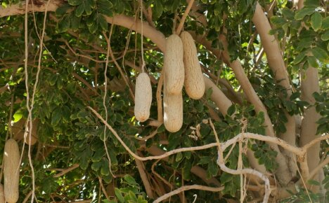 Maravilhas naturais - árvore de salsicha, foto e descrição