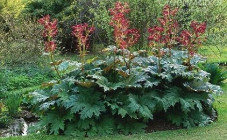 Rabarber är en användbar och dekorativ flerårig för din trädgård
