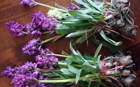 Now you know how to treat poisoning - orchis, medicinal properties and contraindications