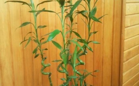 How to care for bamboo in water and soil