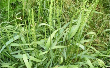 Jaké jsou léčivé vlastnosti pšeničné trávy