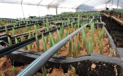 Hur länge växer en tulpan i ett växthus - vi driver ut lökar för semestern