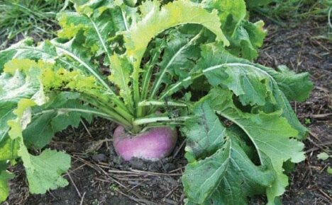 Kolay şalgam ekimi: ekin, biraz özen gösterin ve zamanında hasat edin