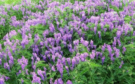 Succulent vetch grass is a healthy food and a pretty plant
