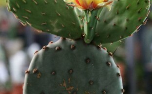 Opuntia kaktus - skönhet och fördelar i en flaska