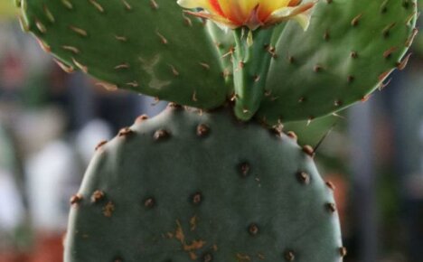 Opuntia kaktusz - szépség és előnyök egy üvegben