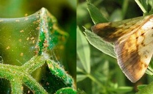 Bekämpfung von Gartenschädlingen mit Biologika