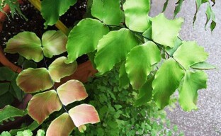Why the maidenhair dries or problems when growing ferns
