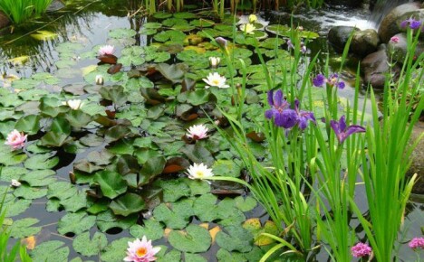 كيف تزرع النباتات المائية في البركة بحكمة وربح