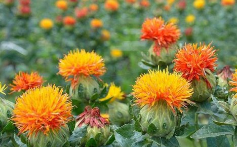 Safflower application: what are the benefits of using it