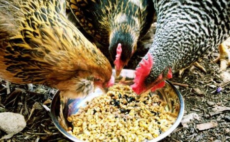 Lad os finde ud af, hvad vi skal fodre æglæggende høner for bedre løb.