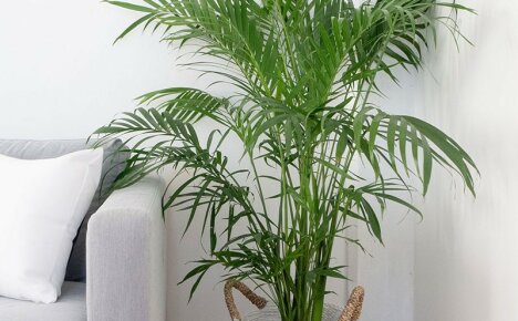 Dekorativní palma pro domácnost a kancelář - pokojový květ chrysalidocarpus