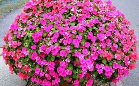 Impatiens ampelous Highlight - a blooming ball in a pots