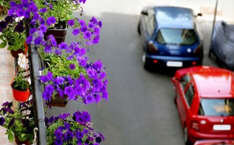 أسباب عدم ازدهار زهور البتونيا في الشرفة