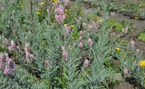 Mirikaria ogoniasta - niezwykła dekoracja ogrodowa