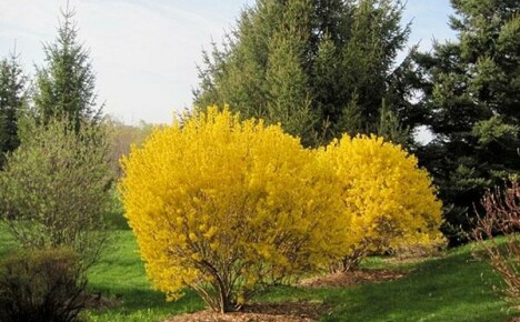 Forsythia Linwood Gold: planting and care