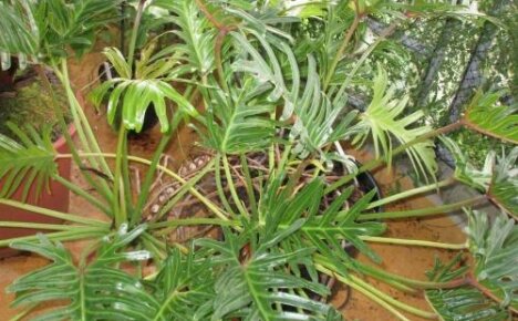 Philodendron Elegance - ev ormanları için zarif bir asma