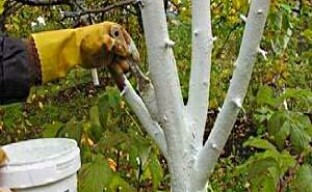 Protección de árboles frutales blanqueándolos en primavera y otoño