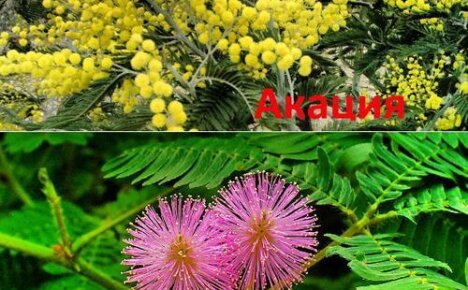 Wat is het verschil tussen mimosa en zilveren acacia: interessante feiten