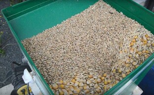 DIY poultry feed