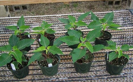 Reproduction of poinsettia: difficult cuttings