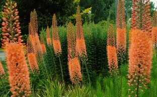 Eremurus - o floare perenă pentru creșterea în țară