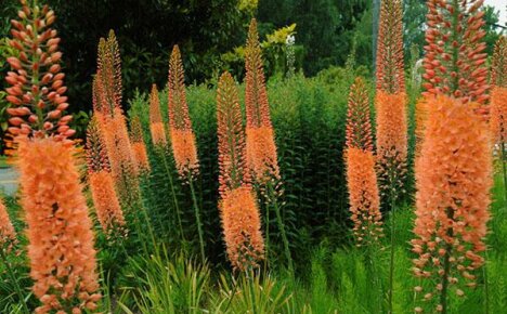 Еремурус - многогодишно цвете за отглеждане в страната